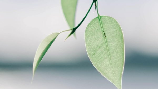 three leaves representing the Dynatrace mission, purpose, and vision